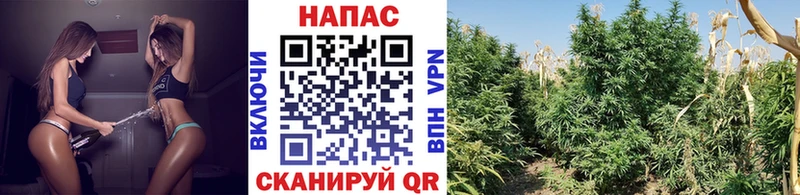 хочу наркоту  Клин  Марихуана тримм 